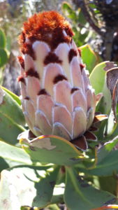 Protea Speciosa