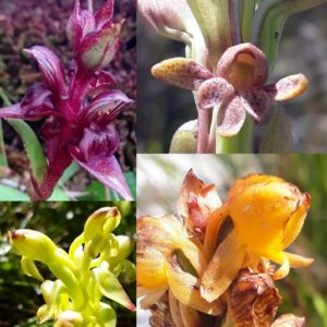 Orchids of Table Mountain