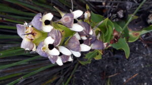 Table Mountain Orchid