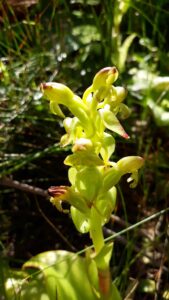 satyrium orchid