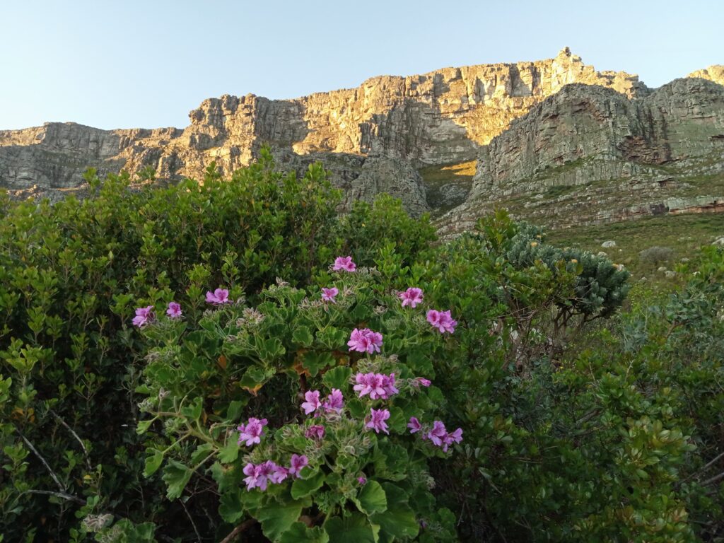 Table Mountain